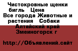 Чистокровные щенки бигль › Цена ­ 15 000 - Все города Животные и растения » Собаки   . Алтайский край,Змеиногорск г.